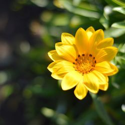 Close-up of yellow flower blooming outdoors