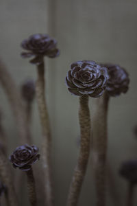 Close-up of flower against blurred background