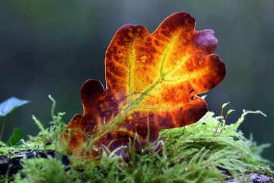 Close-up of dry leaf on field during autumn