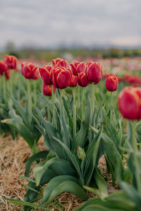 Close-up of red poppy flowers