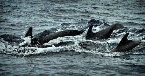 High angle view of pilot whales swimming in sea