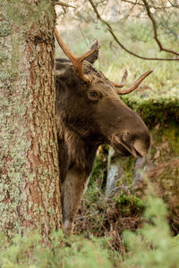 Moose in the wild