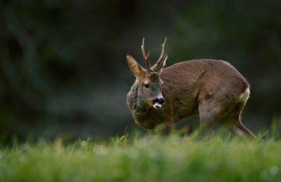 Close-up of squirrel on grassy field