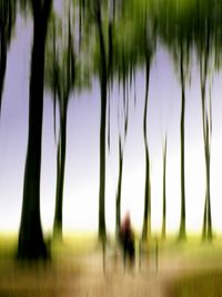 View of palm trees