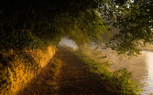 Empty road along trees and plants