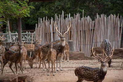 Herd deer that gather in the zoo.many deer are standing and looking at camera.