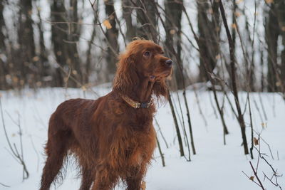 Dog. red setter in the winter outdoors. high quality photo