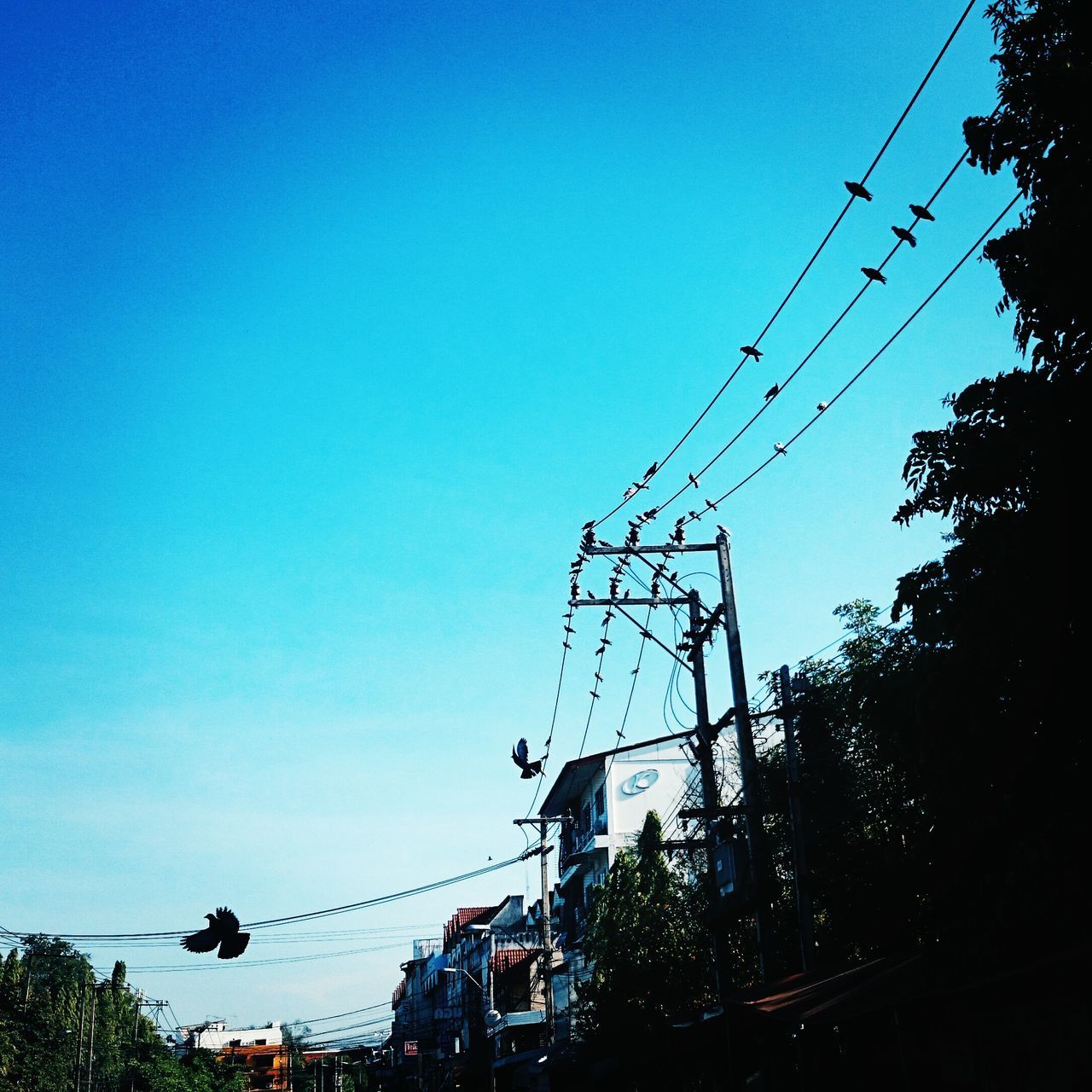 clear sky, power line, electricity pylon, low angle view, electricity, power supply, blue, cable, connection, copy space, silhouette, fuel and power generation, tree, technology, power cable, transportation, sky, outdoors, dusk, built structure