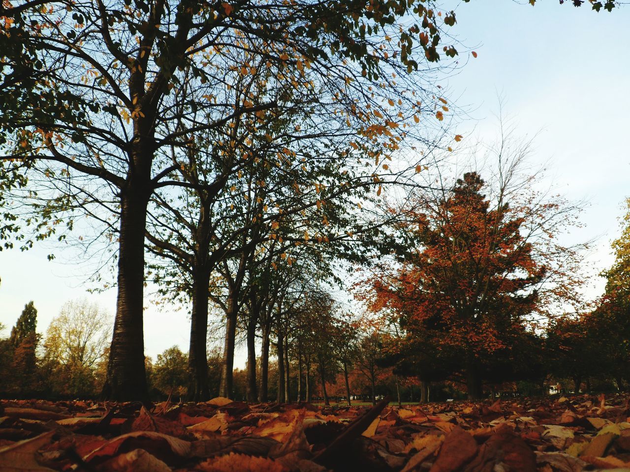 LOW ANGLE VIEW OF TREES AGAINST SKY DURING AUTUMN