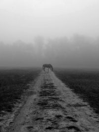 Horses on field