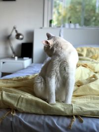 Cat relaxing on bed at home