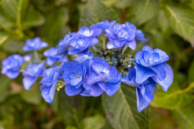 Close-up of purple blue flower