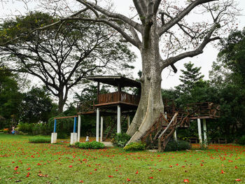 Trees in park