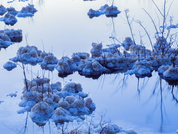 Close-up of snow on plants against sky