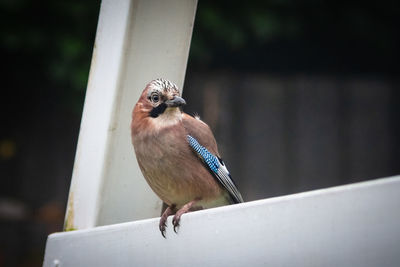 Close-up of bird perching on railing