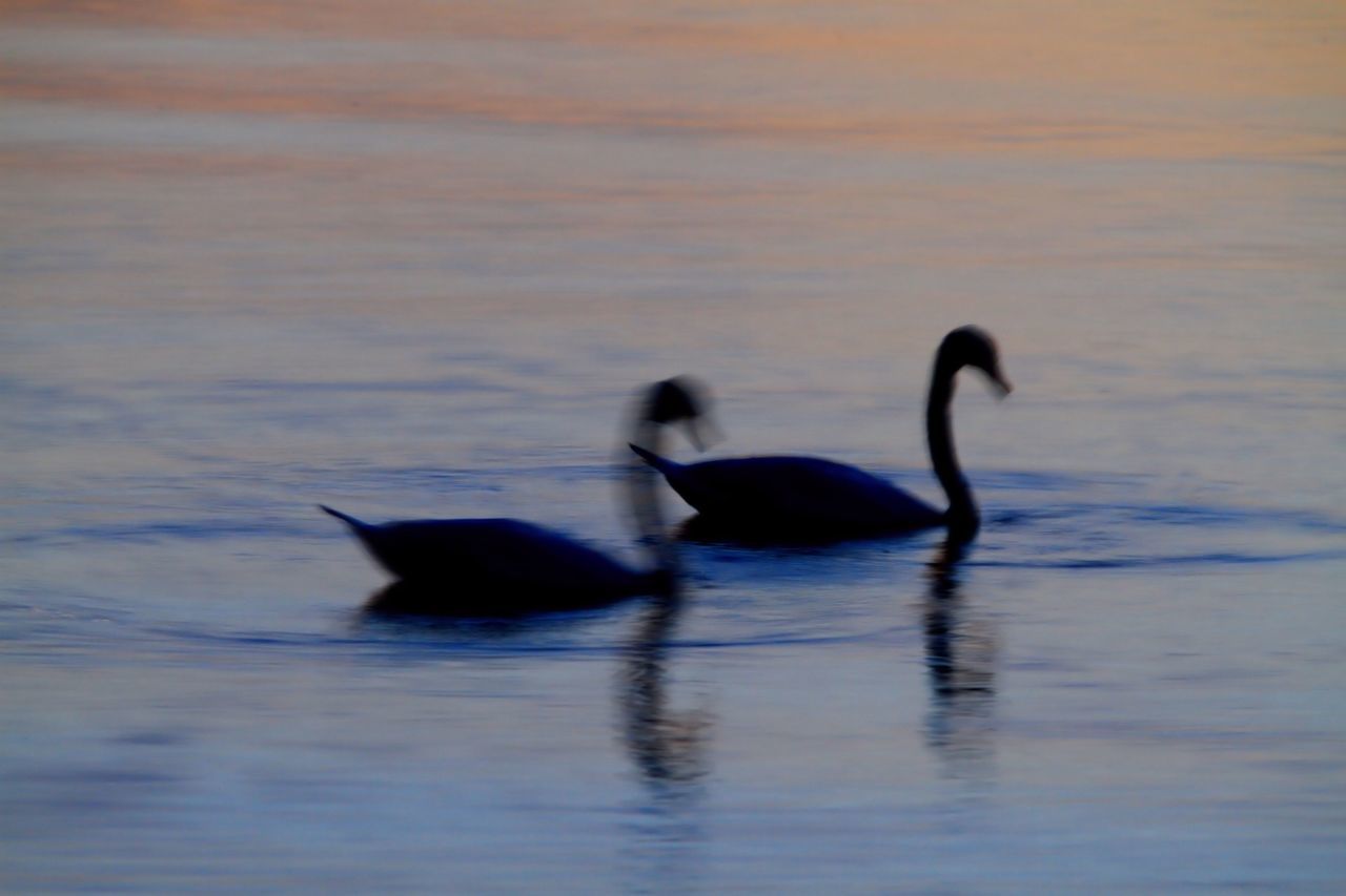 SWAN FLOATING ON LAKE