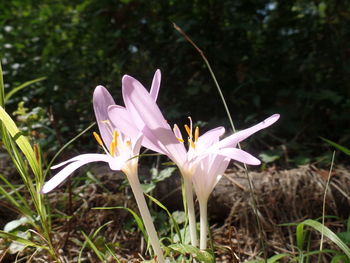 Close-up of pink crocus flower on field