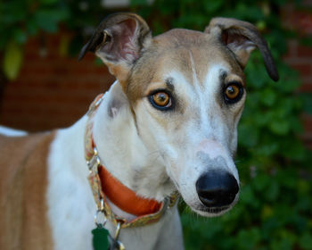 Close-up portrait of dog