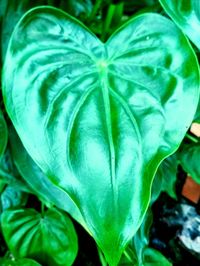 Close-up of raindrops on plant
