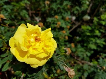 Close-up of yellow flower blooming outdoors