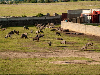 View of sheep grazing in field