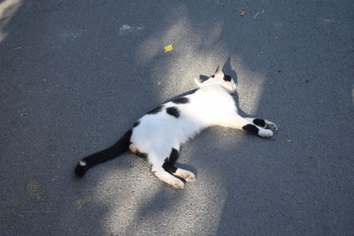 High angle view of cat sitting on road