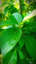 Close-up of green leaves