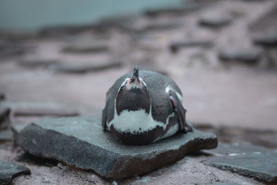 Close-up of a bird on rock