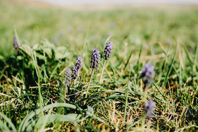 Close-up of purple flowering plants on land