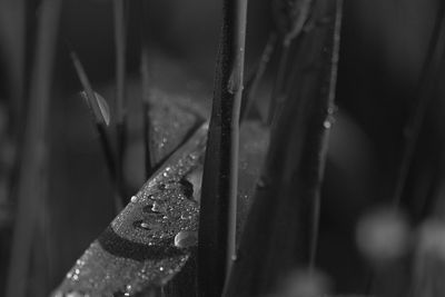 Close-up of raindrops on window