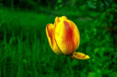 Close-up of yellow rose on field