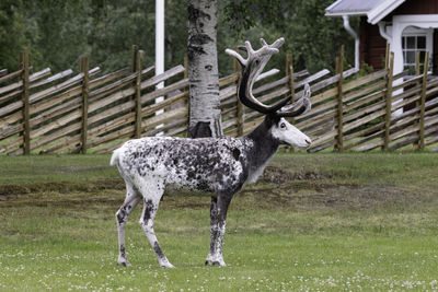 animal