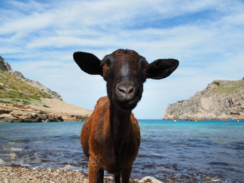 Portrait of sheep standing on rock by sea against sky