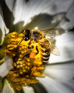 Close-up of bee pollinating on flower