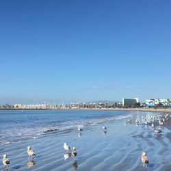 Birds at beach against clear blue sky on sunny day