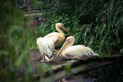 High angle view of pelicans by pond at edinburgh zoo