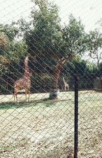 View of fence in zoo