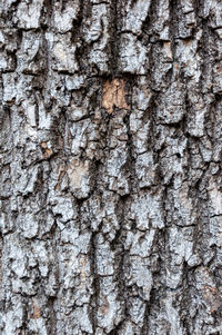 Full frame shot of tree trunk