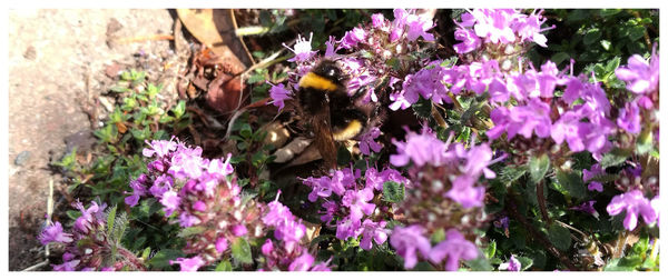 Close-up of bee on purple flowers