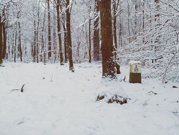 Snow covered trees in forest