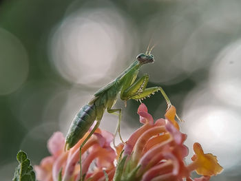 Close-up of insect on flower