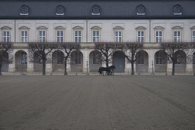 View of dog on street against building