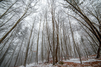 Low angle view of trees in forest during winter