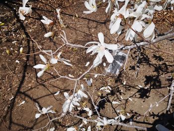 High angle view of white flowering plant on field