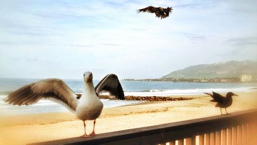 Seagull flying over water