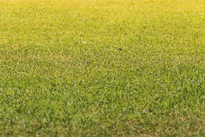 Full frame shot of green field