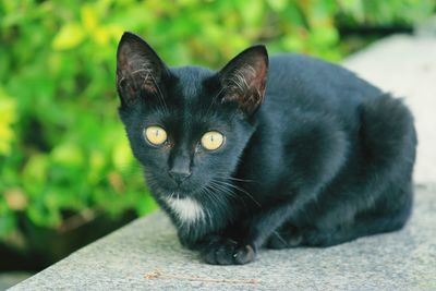 Close-up portrait of cat