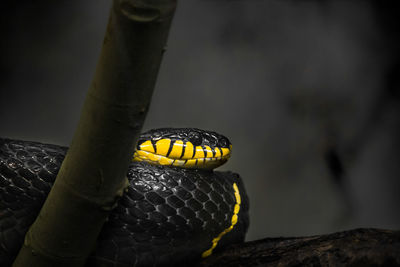 Close-up of a lizard