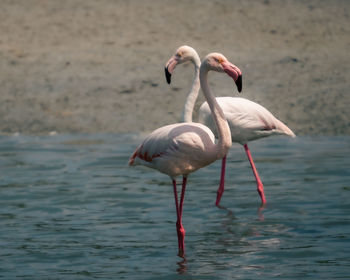 Close-up of birds in lake- greater flamingos in love 