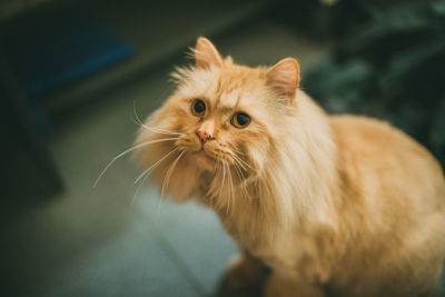 Close-up of cat looking away